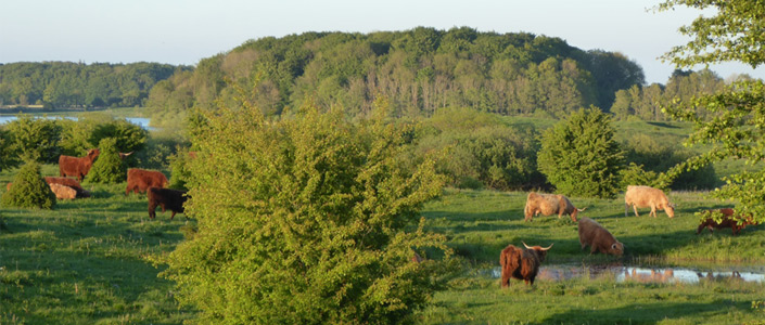Workshop on Livestock and Biodiversity in Europe – Nature as a solution in Grazing Systems?