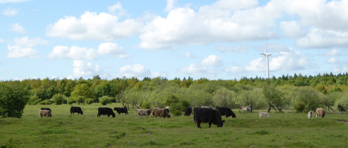 Workshop to review work on livestock grazing and nature conservation in Europe