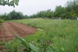 Combination of an orchard garden with beehives in Besaparski Hills; Y.Kazakova