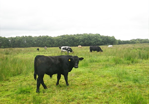 Beef cows and calves grazing the lowland