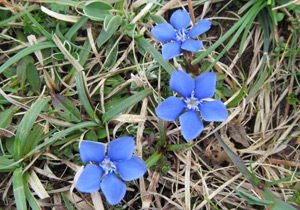 Spring gentian