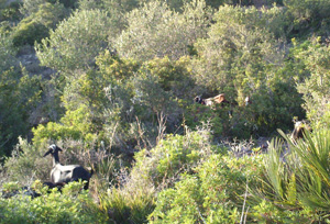 Goats browsing in wild olive pasture