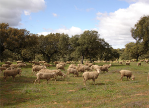 Sheep grazing in a traditional dehesa with evergreen oaks