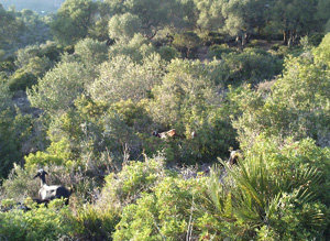 Goats browsing wild olive wood pastures 