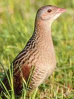 corncrake