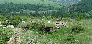 goats on grassland