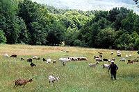 farmers take their flocks for summer-grazing
