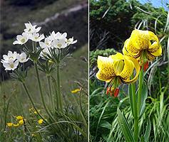 Narcissus anemone, Lilium jankae