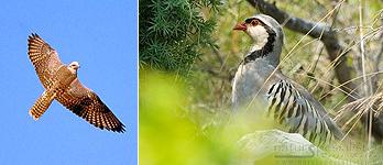 saker falcon and rock partridge