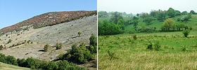 dry grasslands