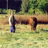 fallow land