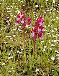 Anacamptis papilionacea