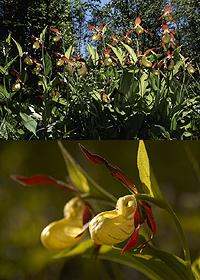 Cypripedium calceolus