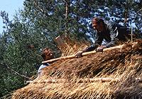 Roof laying with rushes