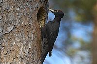 The Black woodpecker