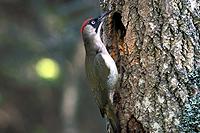 European Green woodpecker