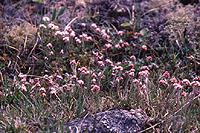 Antennaria dioica