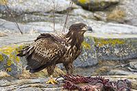 White-tailed Eagle (Haliaeetus albicilla)