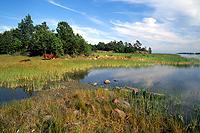 Cows grazing a wet pasture