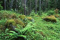 Pine forest with bracken