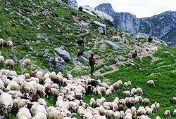 Short distance transhumance