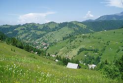 Meadows of Moeciu de Sus Meadows of Moeciu de Sus