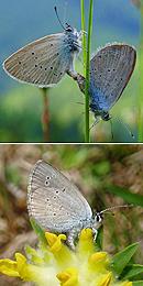 small blue mating