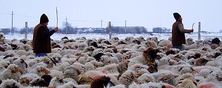 Long-distance transhumance