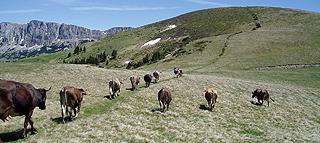 Short-distance transhumance