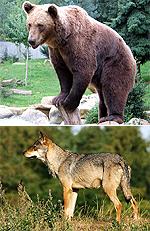 brown bears, wolve