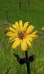 mountain arnica