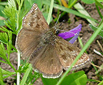 Butterfly dingy skipper (Erynnis tages)