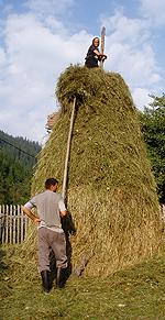 Hay stack building