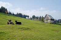 Cows are grazed on the aftermaths of once mown meadows