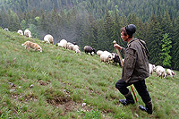 Shepherd dog and flock