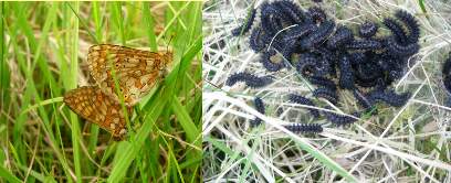 Marsh fritillary Euphydryas aurinia