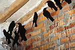 Communal roost in building with sub-adult choughs