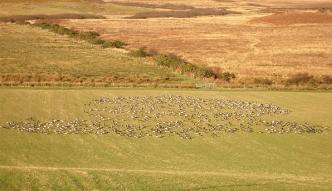 Arctic geese