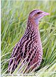 corncrake