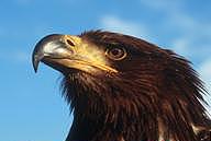 golden eagle