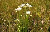 Parnassia palustris