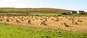 oats as winter feed for cattle