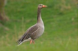 greylag geese