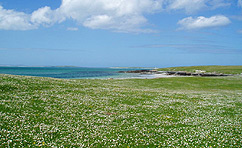 machair grassland