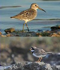 waders in Machair