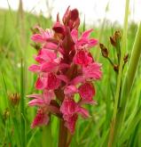 Dactylorhiza incarnata