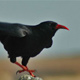 Chough