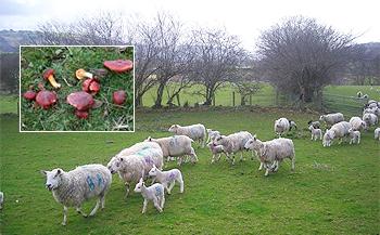 sheep monoculture