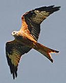 red kite