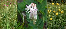 Cirsuim dissectum, Vicia orobus, Trollius europaeus